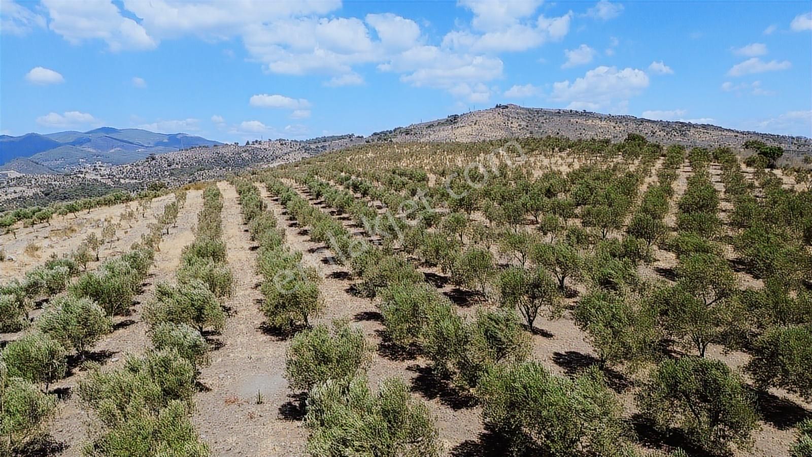 İzmir Bergama Tarihi Su Kemerlerinde Satılık Zeytinlik - Görsel 29