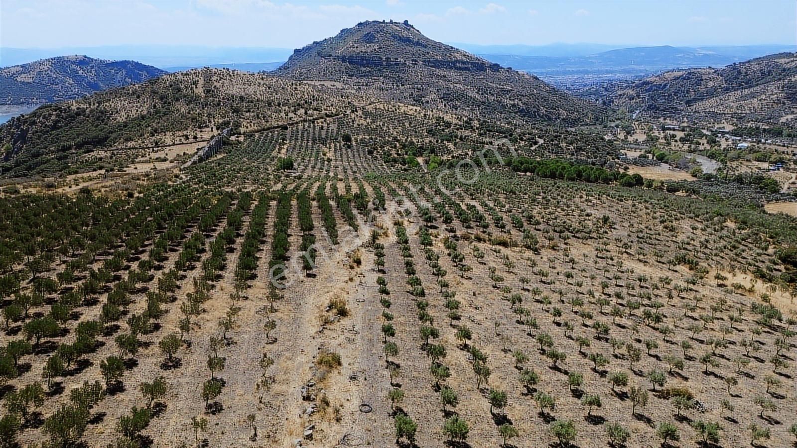 İzmir Bergama Tarihi Su Kemerlerinde Satılık Zeytinlik - Görsel 33