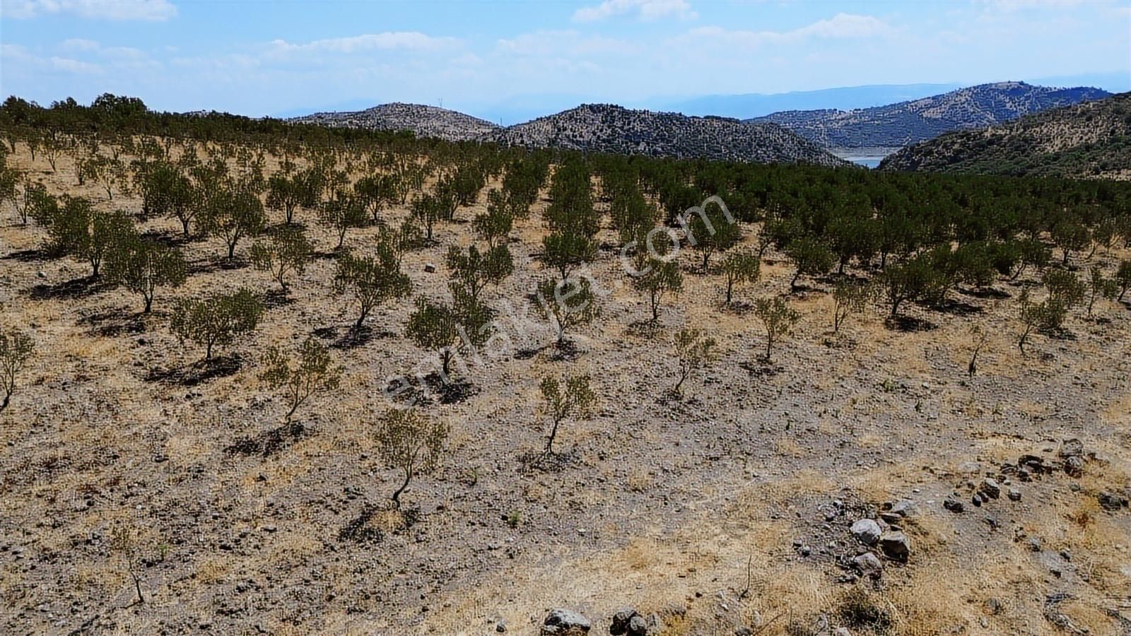 İzmir Bergama Tarihi Su Kemerlerinde Satılık Zeytinlik - Görsel 16