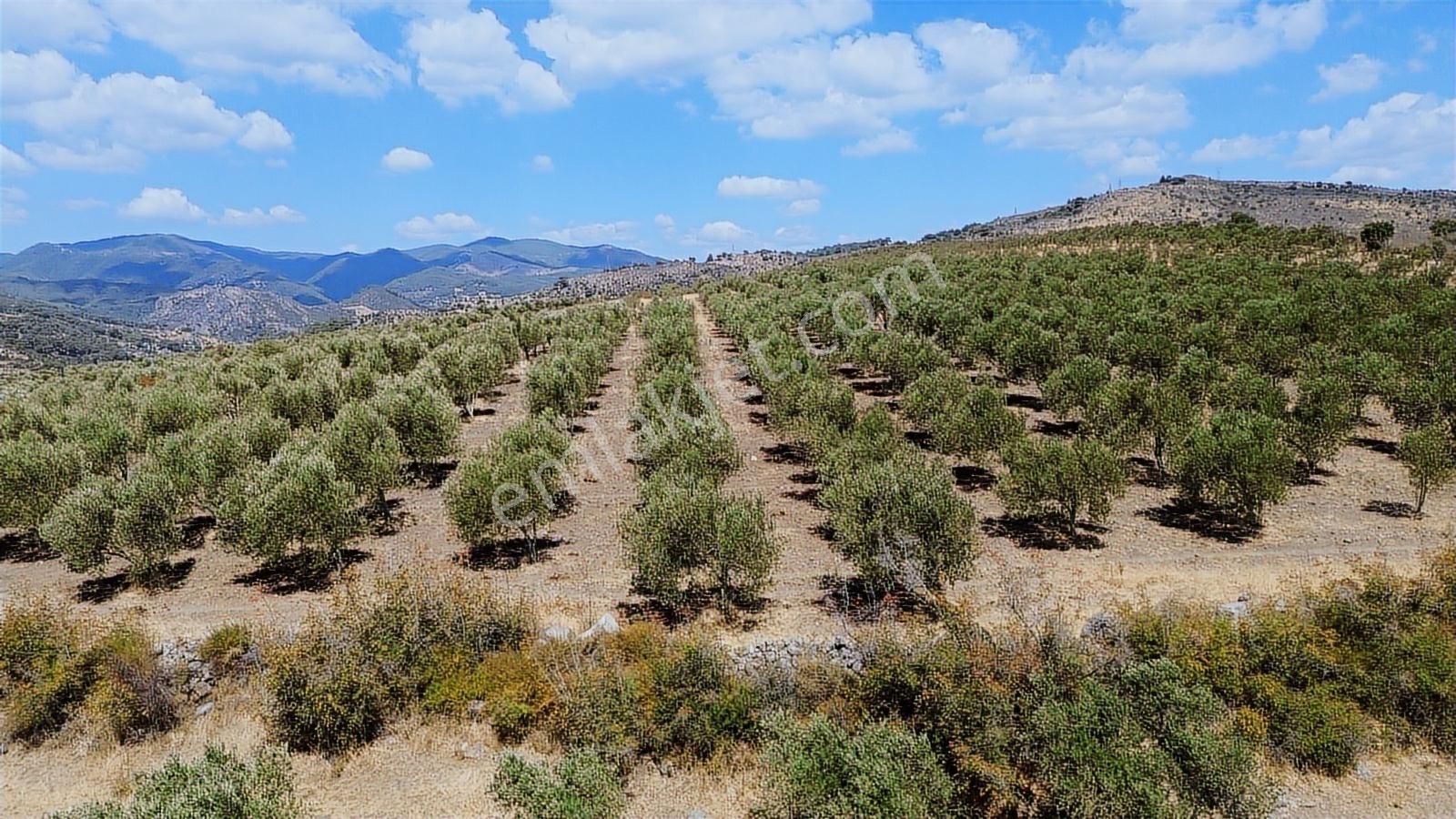 İzmir Bergama Tarihi Su Kemerlerinde Satılık Zeytinlik - Görsel 6