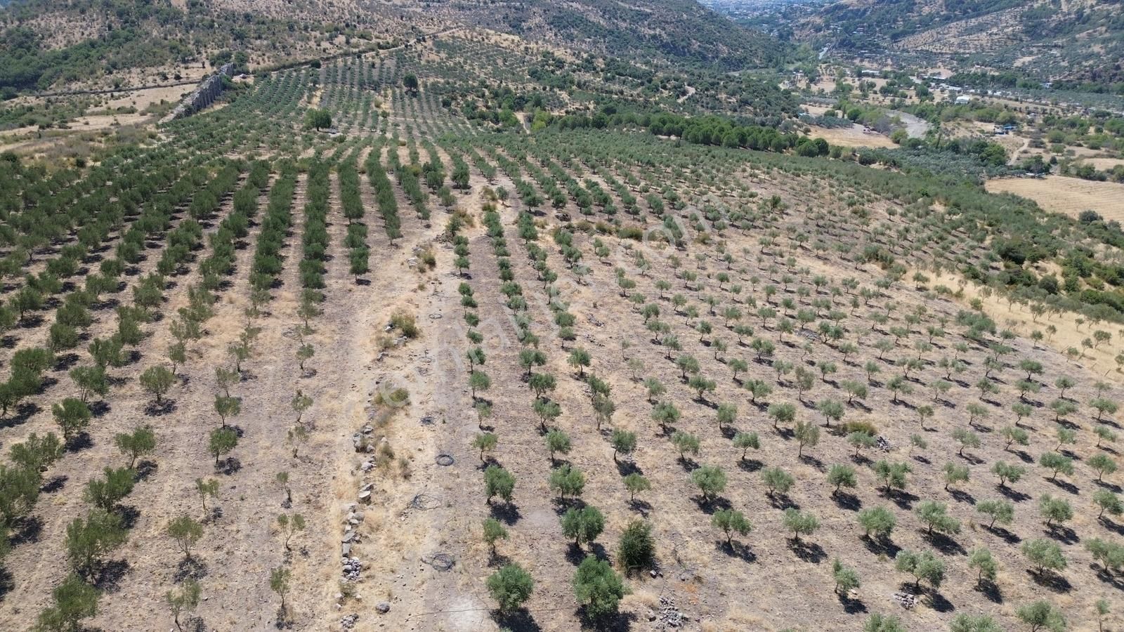 İzmir Bergama Tarihi Su Kemerlerinde Satılık Zeytinlik - Görsel 18