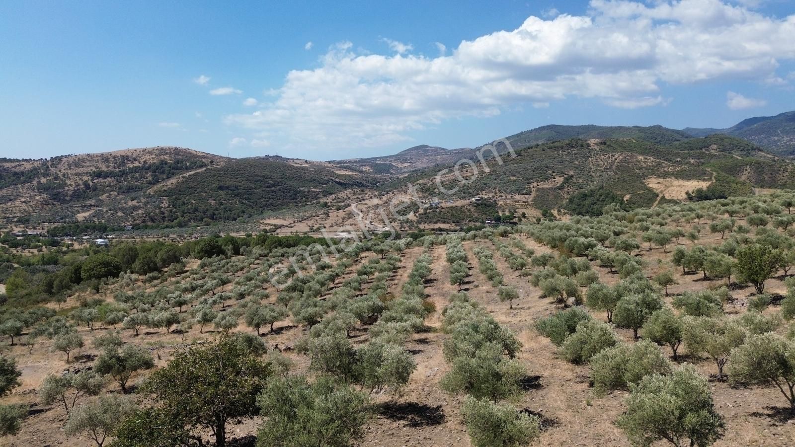 İzmir Bergama Tarihi Su Kemerlerinde Satılık Zeytinlik - Görsel 22