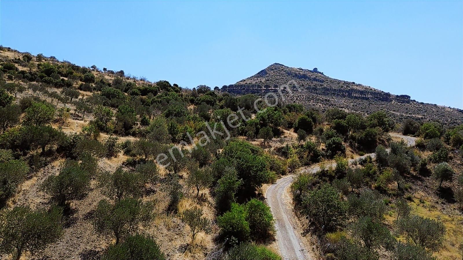 İzmir Bergama Tarihi Su Kemerlerinde Satılık Zeytinlik - Görsel 25