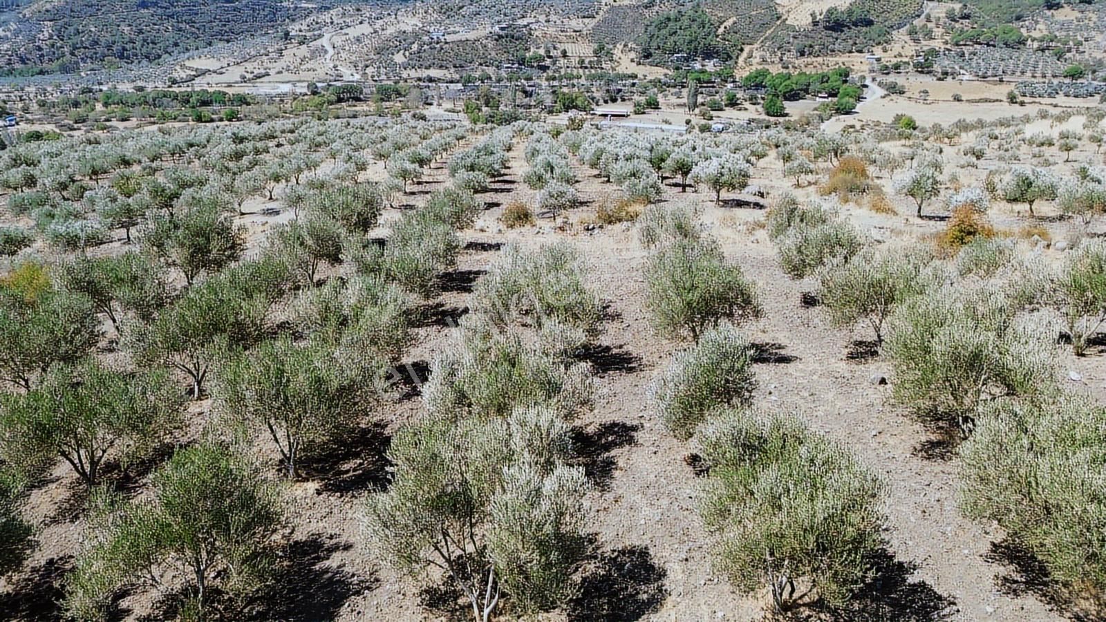 İzmir Bergama Tarihi Su Kemerlerinde Satılık Zeytinlik - Görsel 13