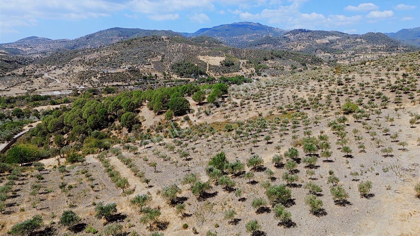 İzmir Bergama Tarihi Su Kemerlerinde Satılık Zeytinlik - Görsel 21