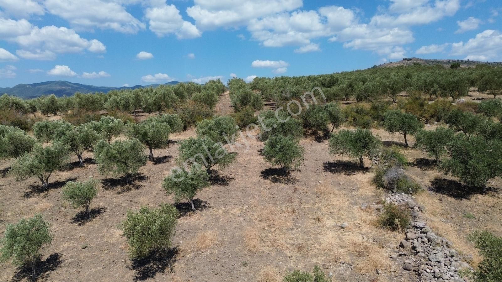 İzmir Bergama Tarihi Su Kemerlerinde Satılık Zeytinlik - Görsel 27