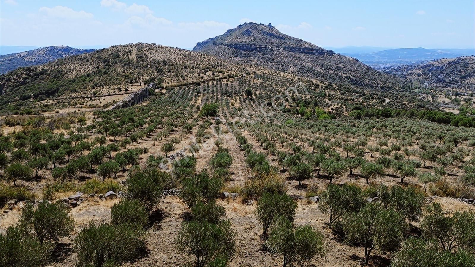 İzmir Bergama Tarihi Su Kemerlerinde Satılık Zeytinlik - Görsel 15