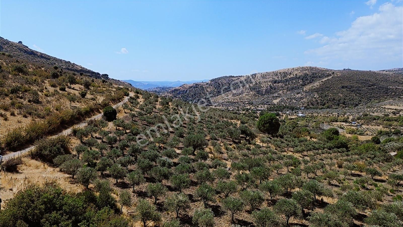 İzmir Bergama Tarihi Su Kemerlerinde Satılık Zeytinlik - Görsel 11