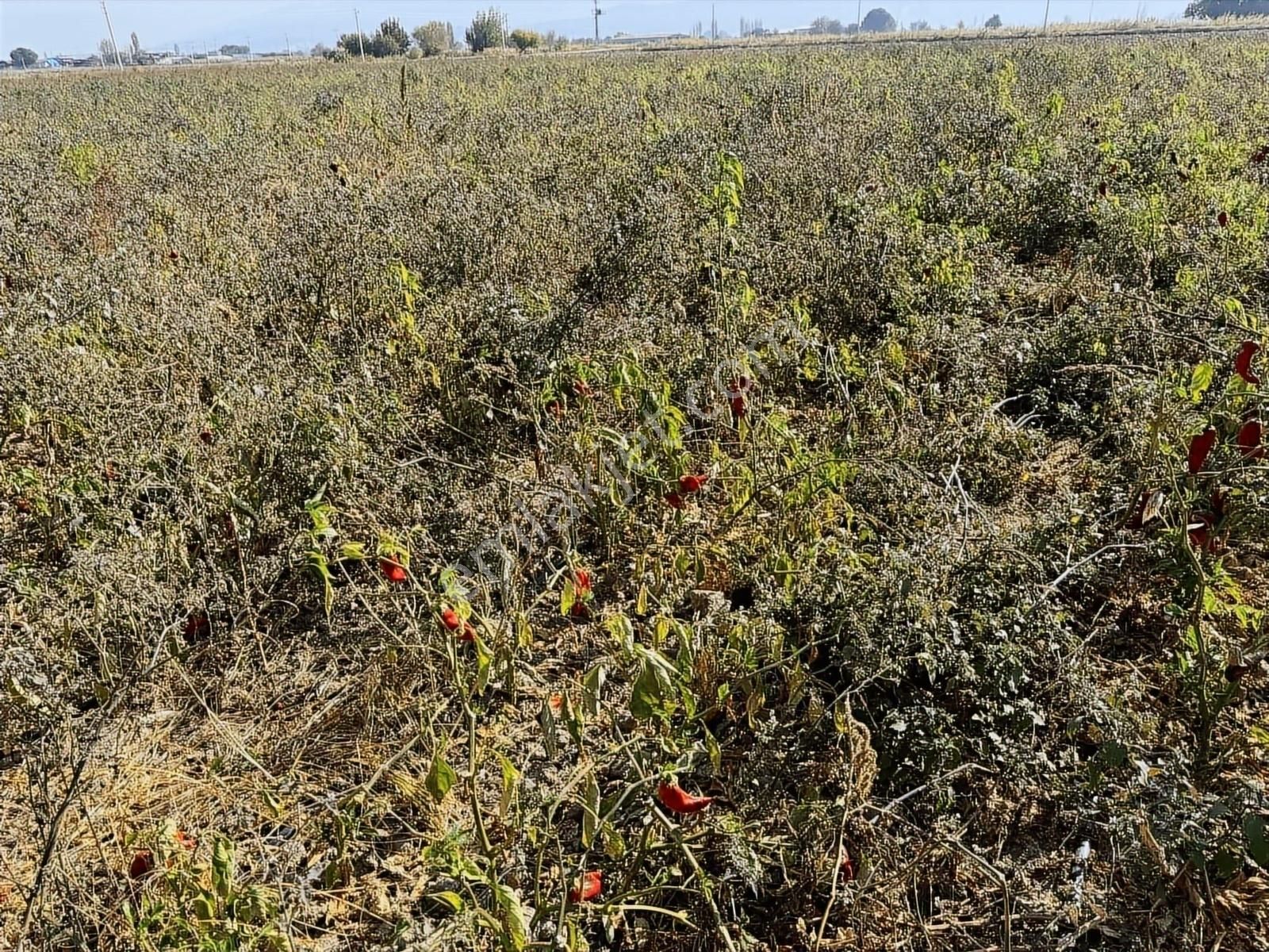 Kınık Yayakent Mahallesinde Satılık Tarla - Görsel 4