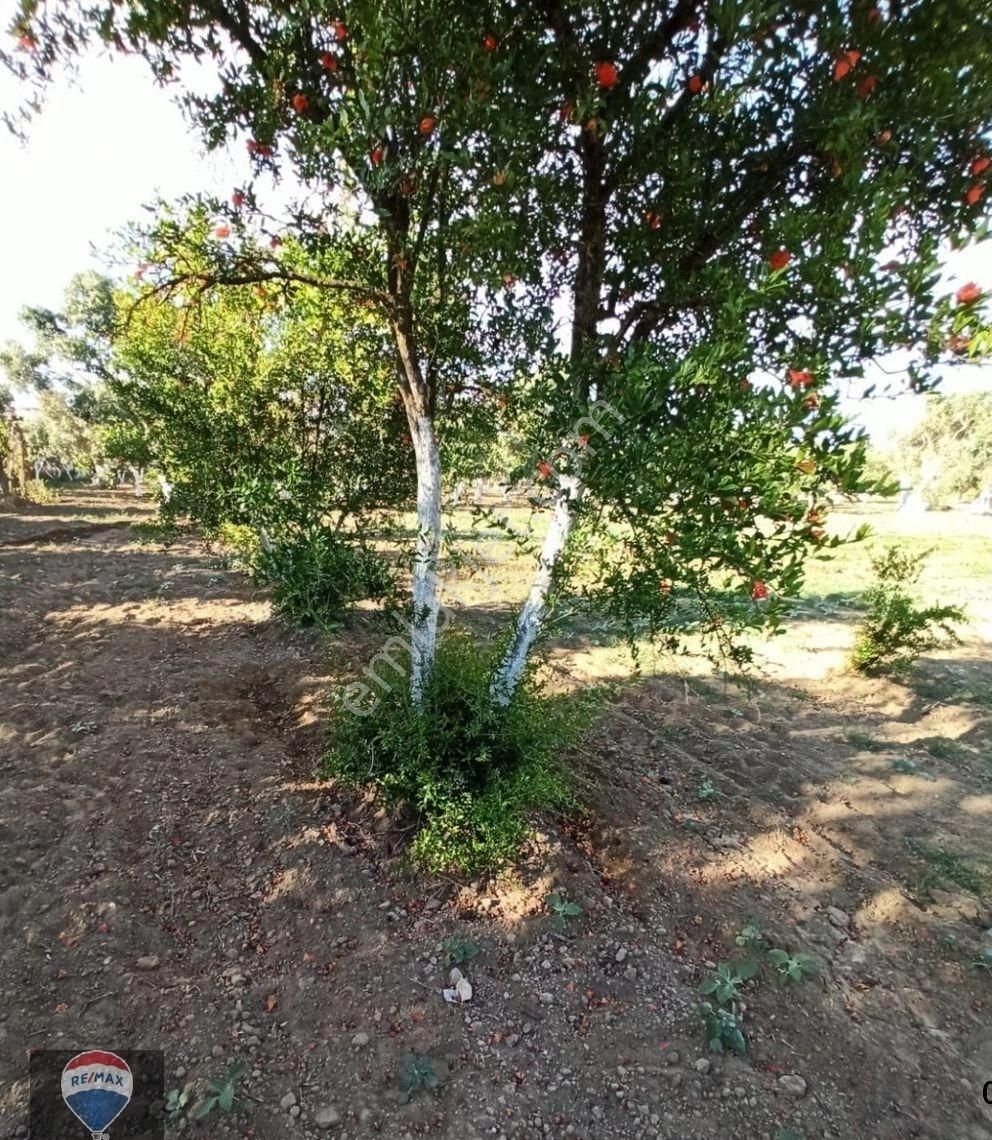 Aydın Kardeşköy'de 11.300 M² Satılık Tarla