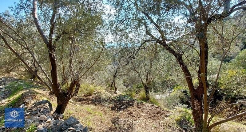 Altınoluk Satılık Zeytinlik / Deniz Manzaralı / Yol Cepheli / Altınoluk Merkezde - Görsel 2