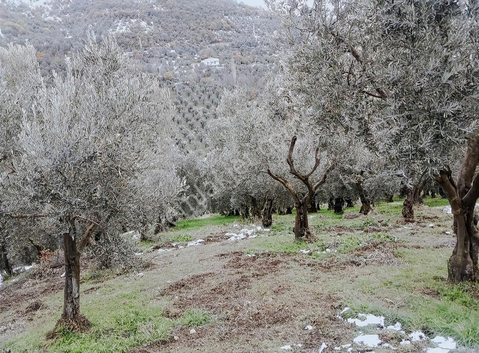 Bursa Emlak Alem-i Çakırlı Da Göl Manzaralı 3.434 M2 Satılık - Görsel 11