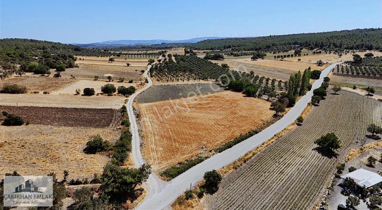 Bergama Zeytindağ Zeytinli Satılık Tarla - Görsel 5