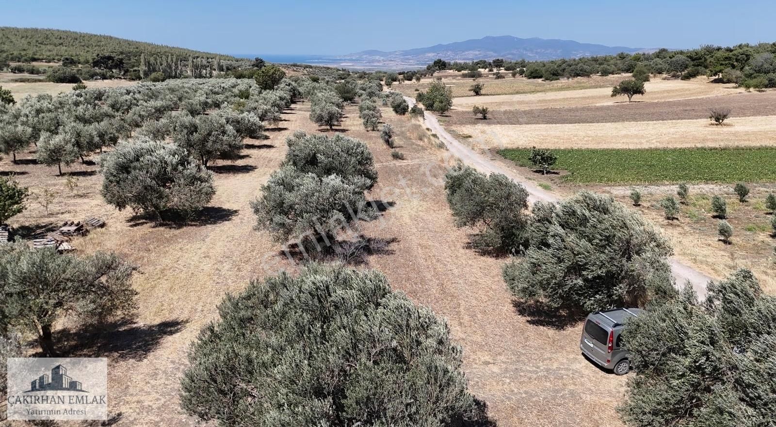 Bergama Zeytindağ Zeytinli Satılık Tarla - Görsel 3