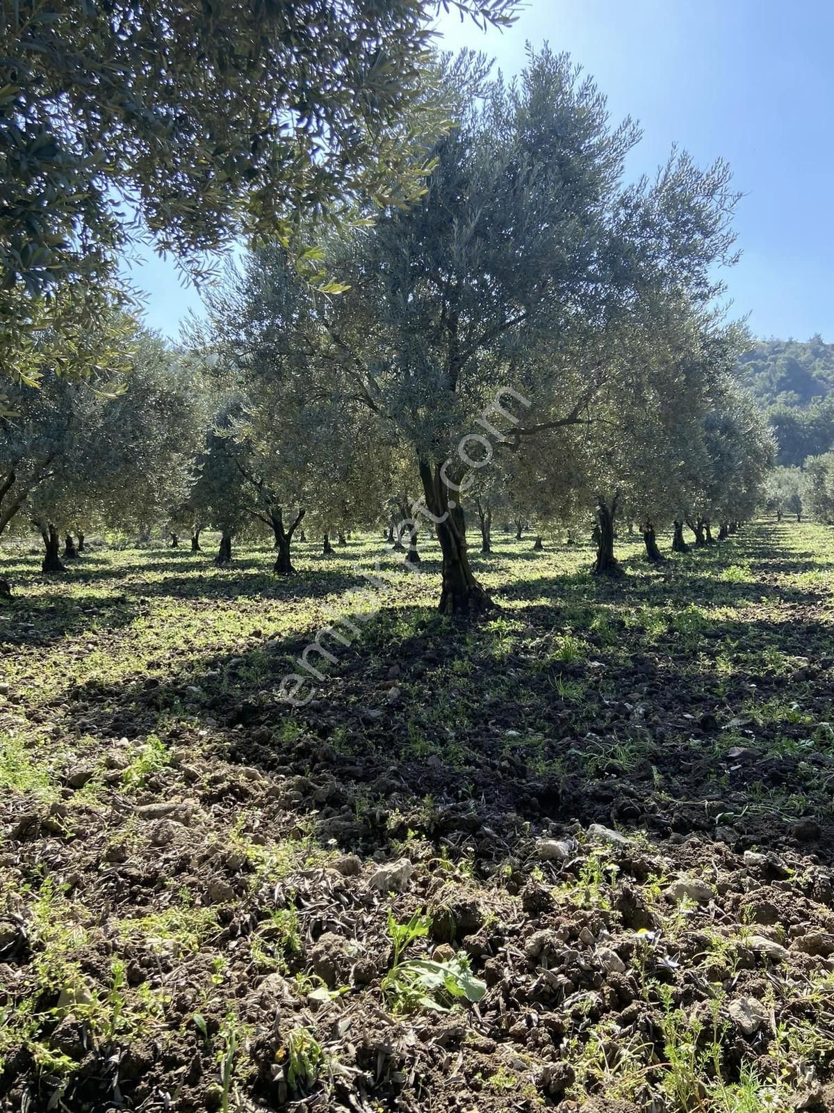 Fiber Emlak'tan Kırkağaç İlyaslarda Satılık Muhteşem Zeytinlik - Görsel 13