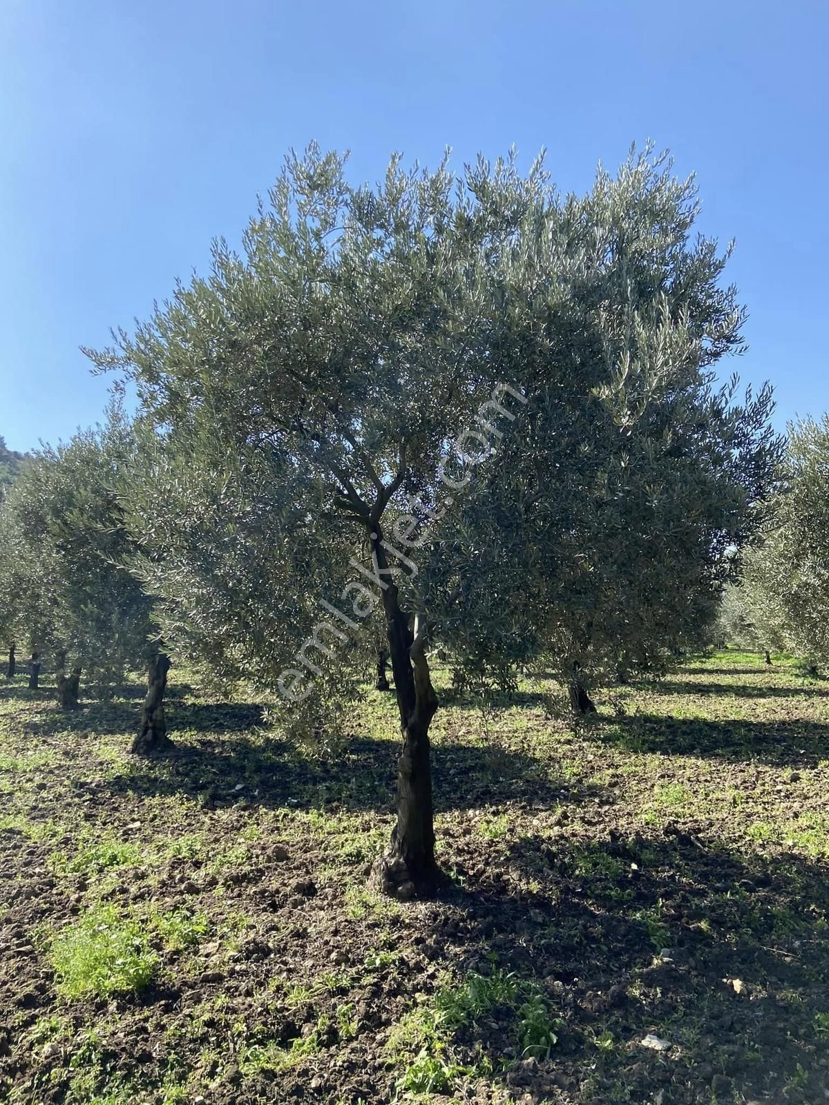 Fiber Emlak'tan Kırkağaç İlyaslarda Satılık Muhteşem Zeytinlik