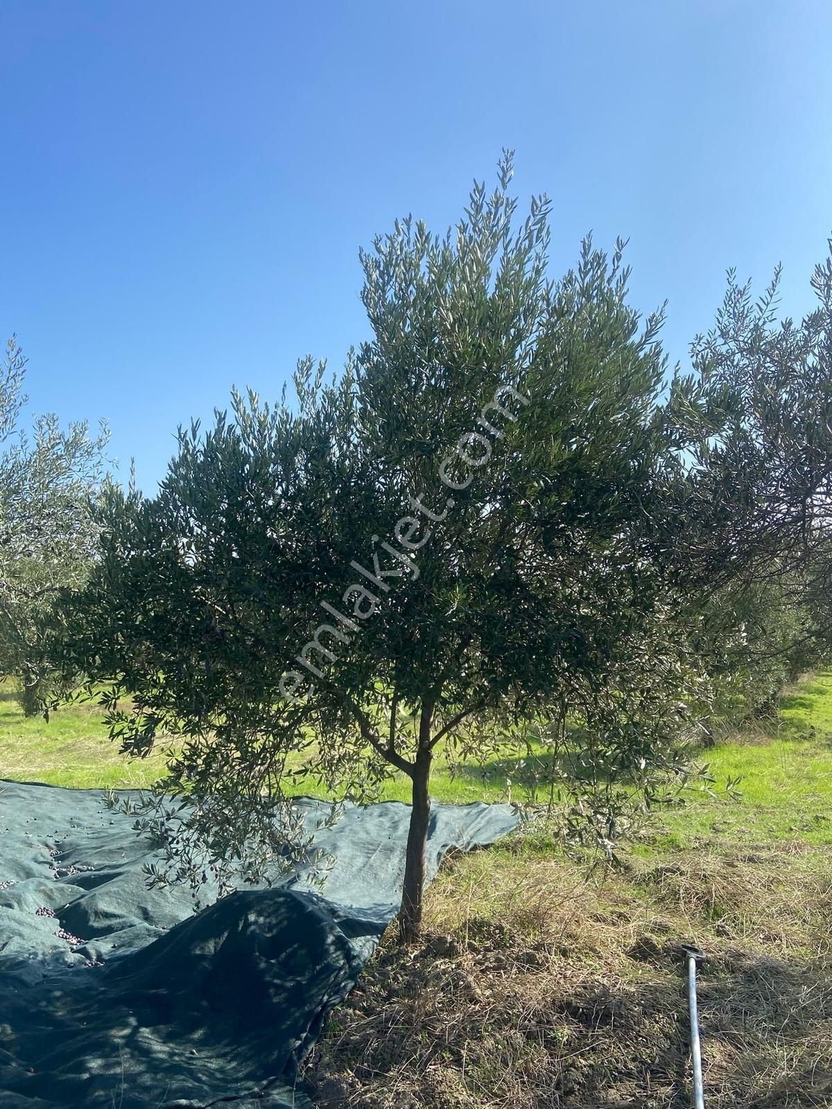 Akhisar Hamidiye Mh 1270 M² Tek Tapu Zeytinli Bahçe - Görsel 3