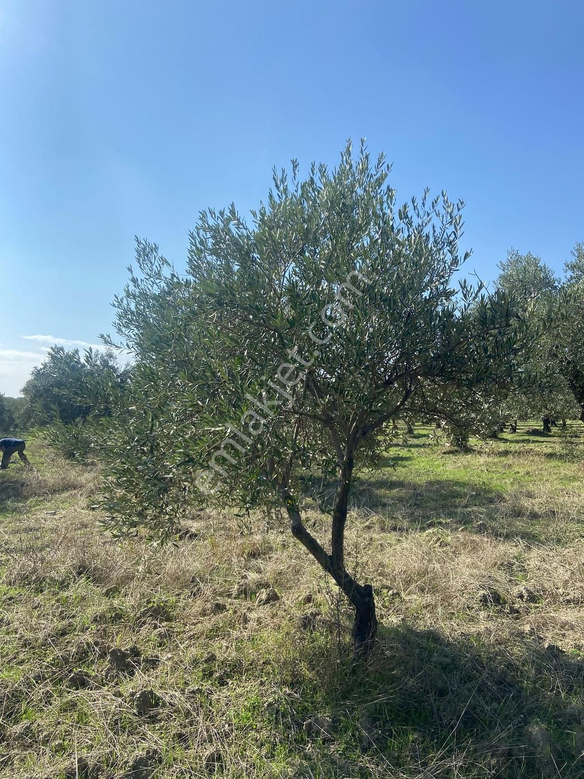 Akhisar Hamidiye Mh 1270 M² Tek Tapu Zeytinli Bahçe - Görsel 17