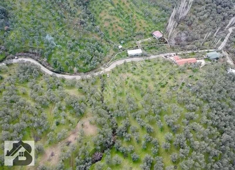 ⫸best Emlaktan⫷köyün Dibinde 1500m2 Asfalta 1 Parsel Zeytinlik - Görsel 20