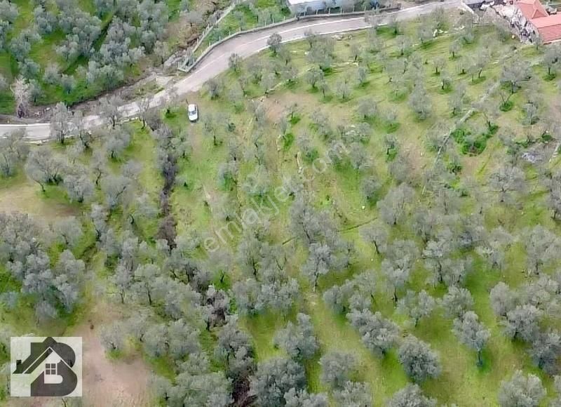 ⫸best Emlaktan⫷köyün Dibinde 1500m2 Asfalta 1 Parsel Zeytinlik - Görsel 17