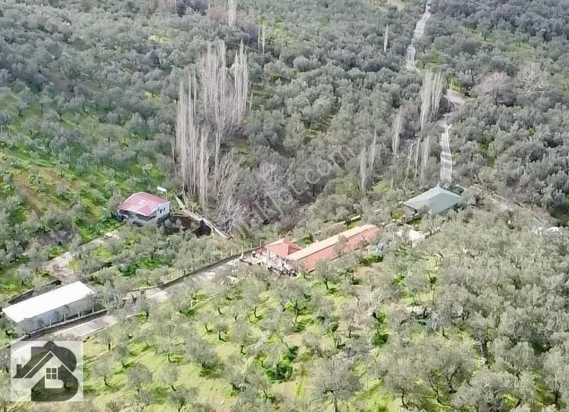 ⫸best Emlaktan⫷köyün Dibinde 1500m2 Asfalta 1 Parsel Zeytinlik - Görsel 12