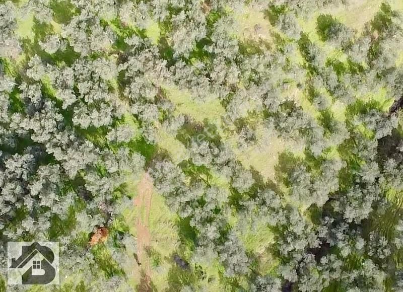 ⫸best Emlaktan⫷köyün Dibinde 1500m2 Asfalta 1 Parsel Zeytinlik - Görsel 22
