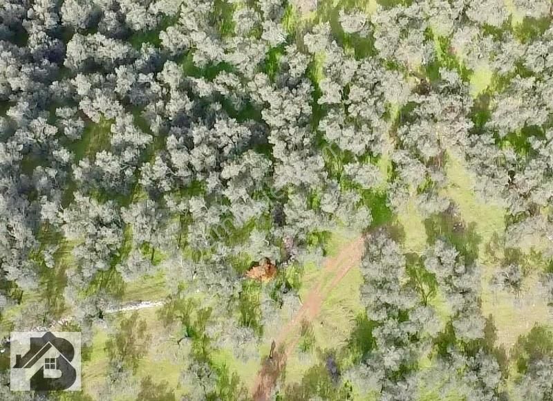 ⫸best Emlaktan⫷köyün Dibinde 1500m2 Asfalta 1 Parsel Zeytinlik - Görsel 31