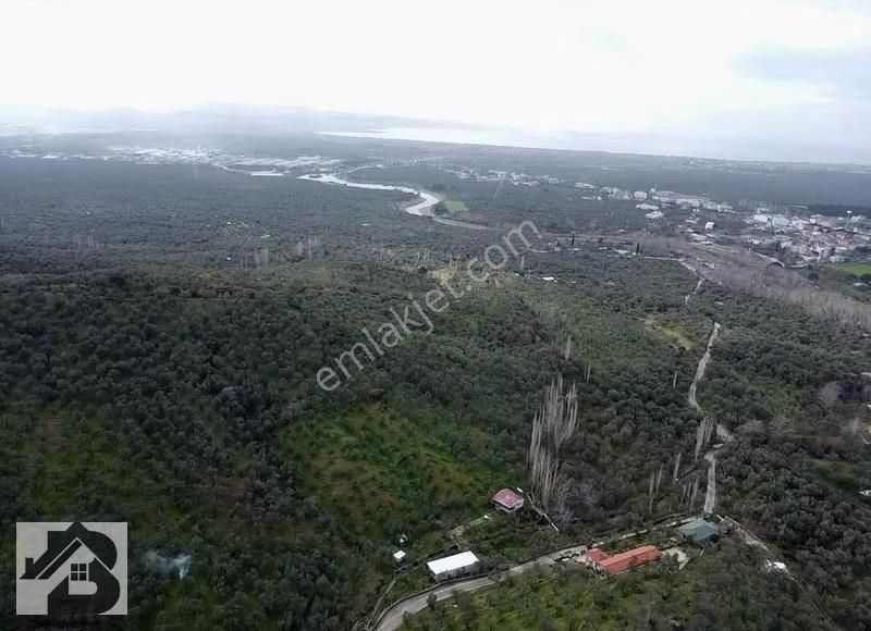 ⫸best Emlaktan⫷köyün Dibinde 1500m2 Asfalta 1 Parsel Zeytinlik - Görsel 10