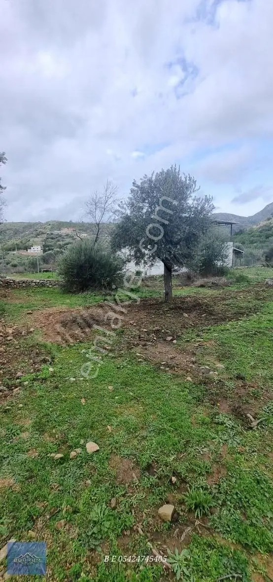 Bodrum Mazı 2.400m2 Hurma Sahili - Görsel 3
