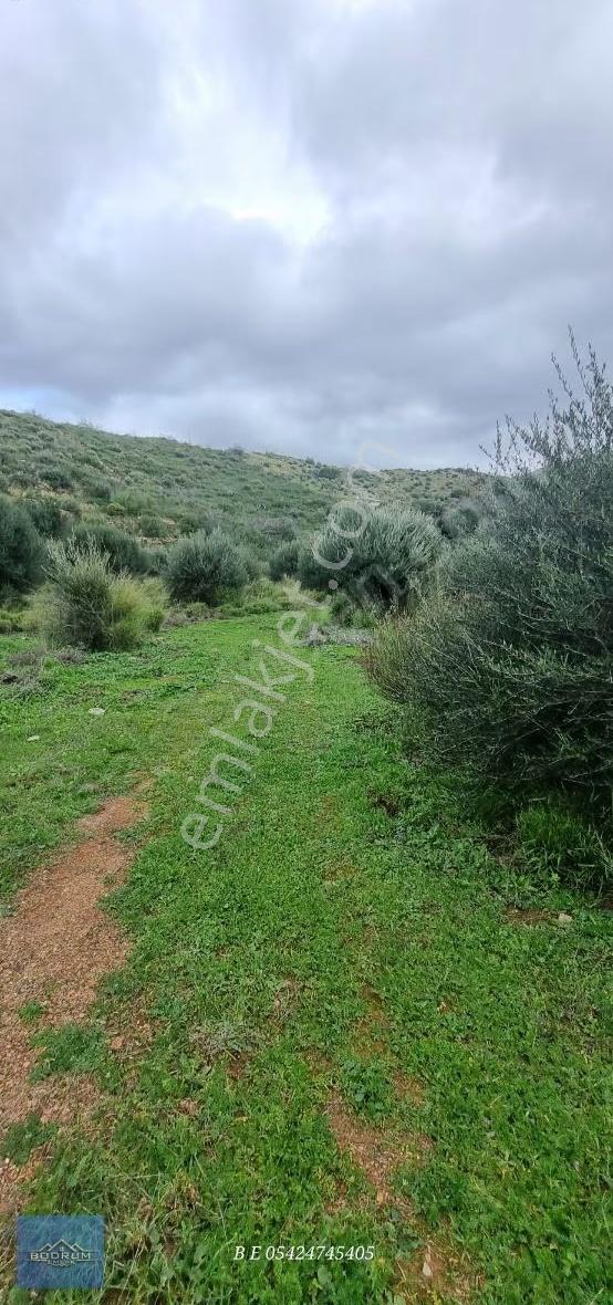 Bodrum Mazı 2.400m2 Hurma Sahili - Görsel 5
