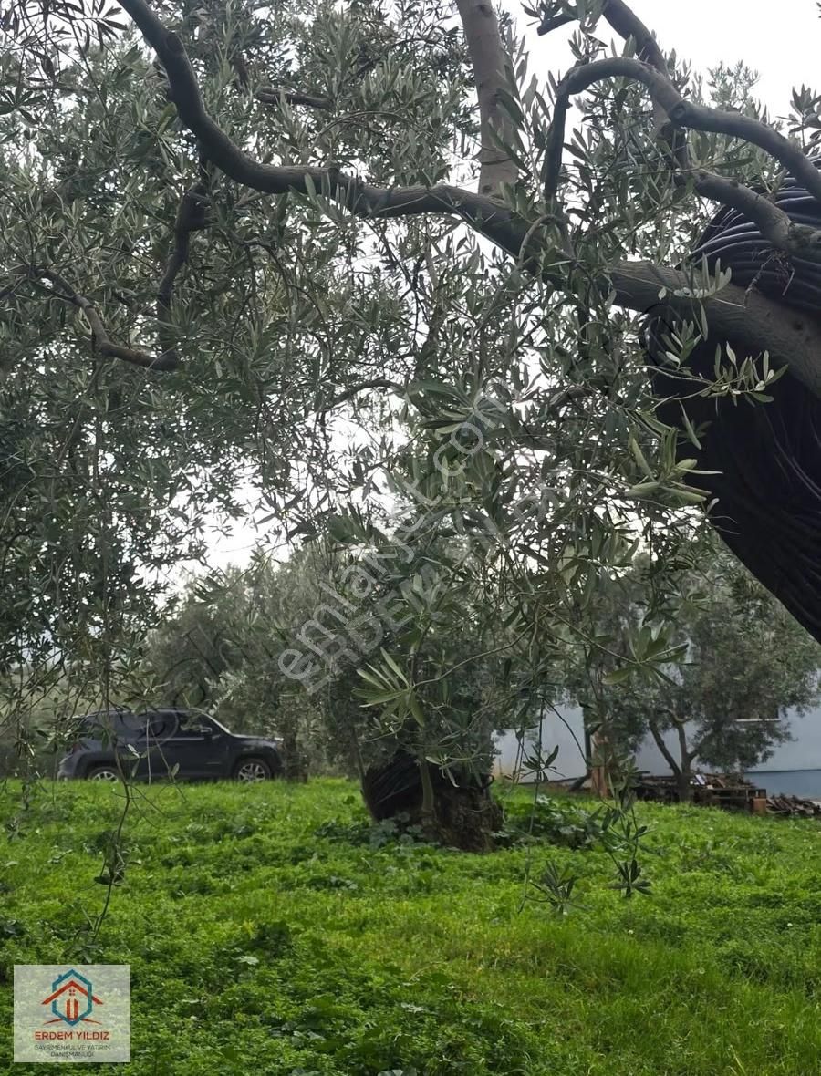 Erdem Yıldız'dan Bölgenin En Değerli Yerinde Satılık Zeytinlik - Görsel 5