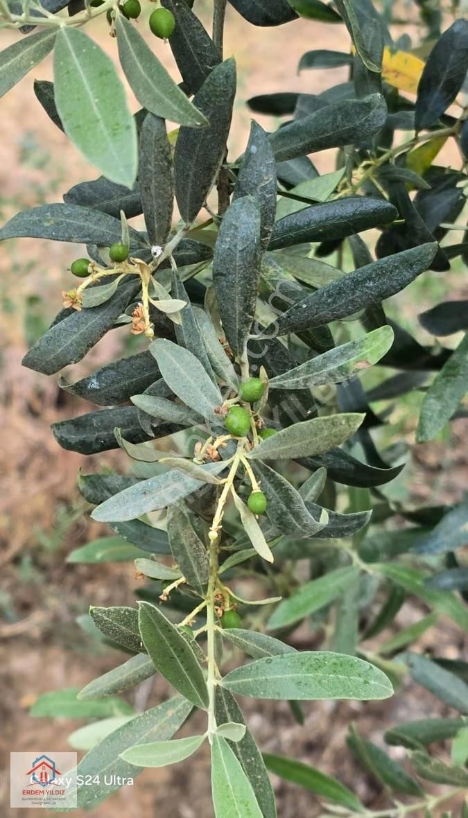 Erdem Yıldız'dan İznik Aydınlar 1.950 M² Fırsat Tek Tapu Tarla - Görsel 6