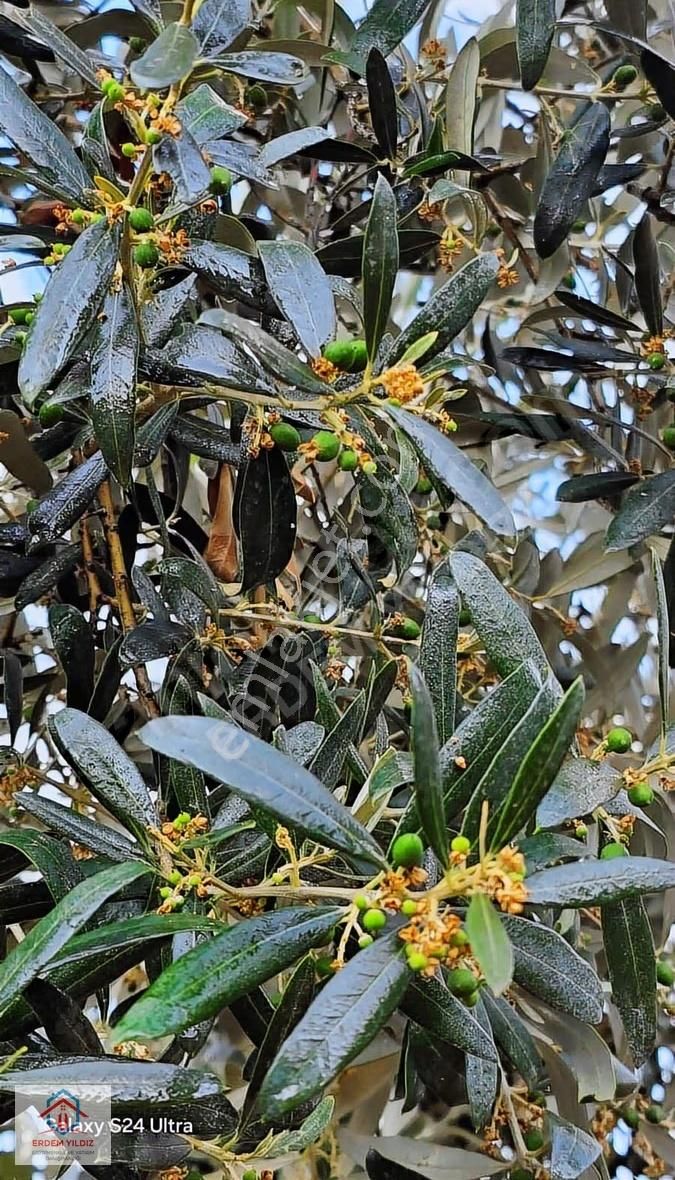 Erdem Yıldız'dan İznik Aydınlar 1.950 M² Fırsat Tek Tapu Tarla - Görsel 8