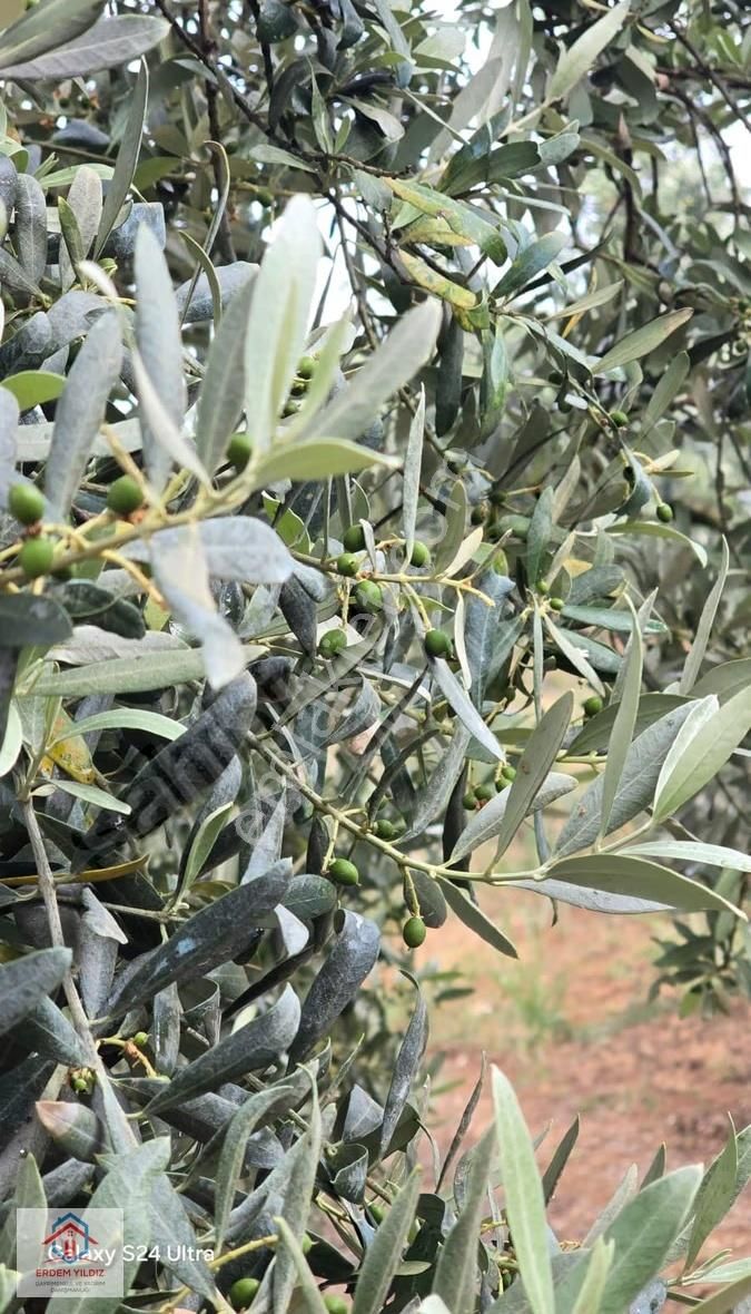 Erdem Yıldız'dan İznik Aydınlar 1.950 M² Fırsat Tek Tapu Tarla - Görsel 2