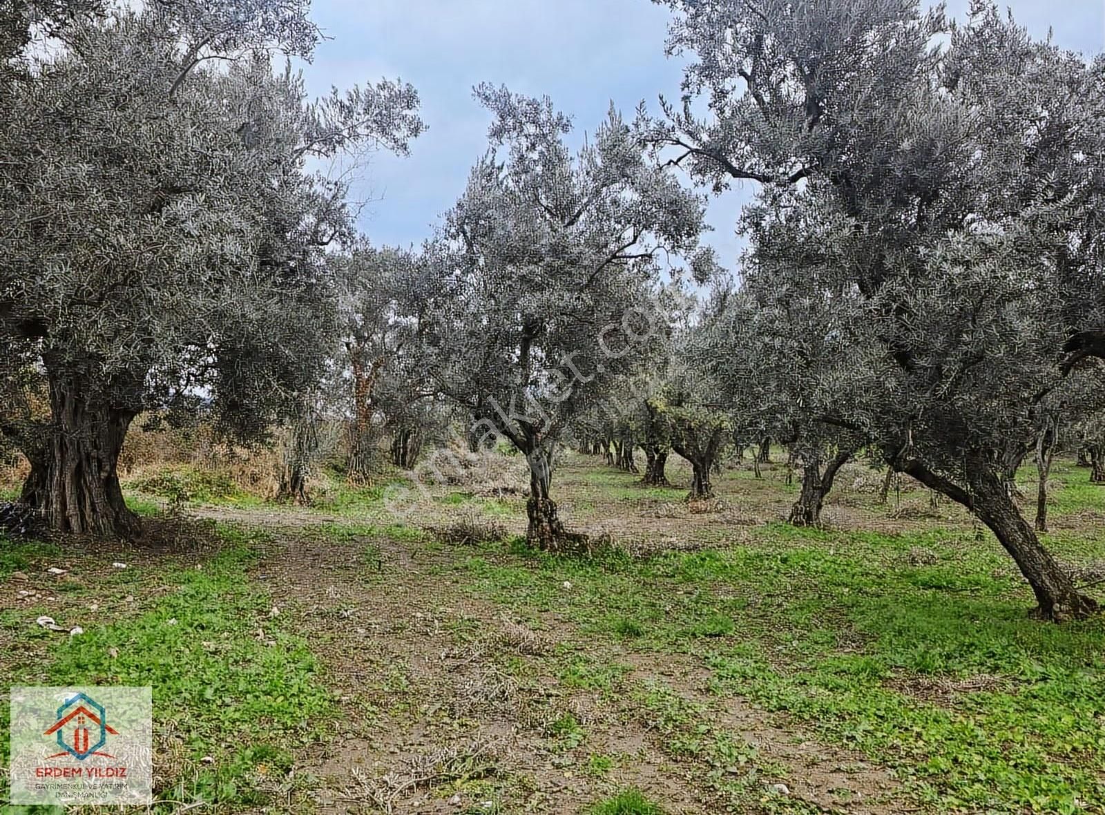 Erdem Yıldız'dan Bursa İznik'te Fırsat 9.034 M² Bağ Ve Zeytinlik - Görsel 9