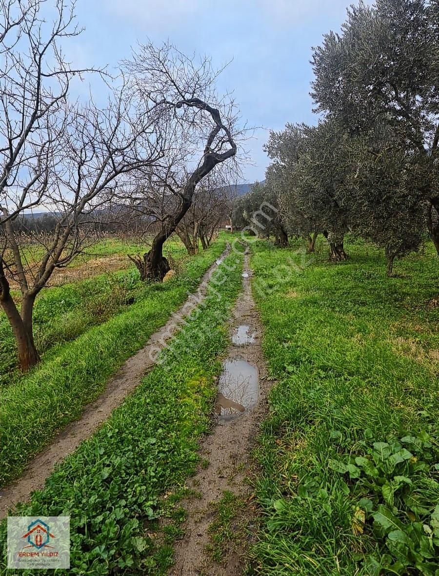 Erdem Yıldız'dan Bursa İznik'te Fırsat 9.034 M² Bağ Ve Zeytinlik - Görsel 6