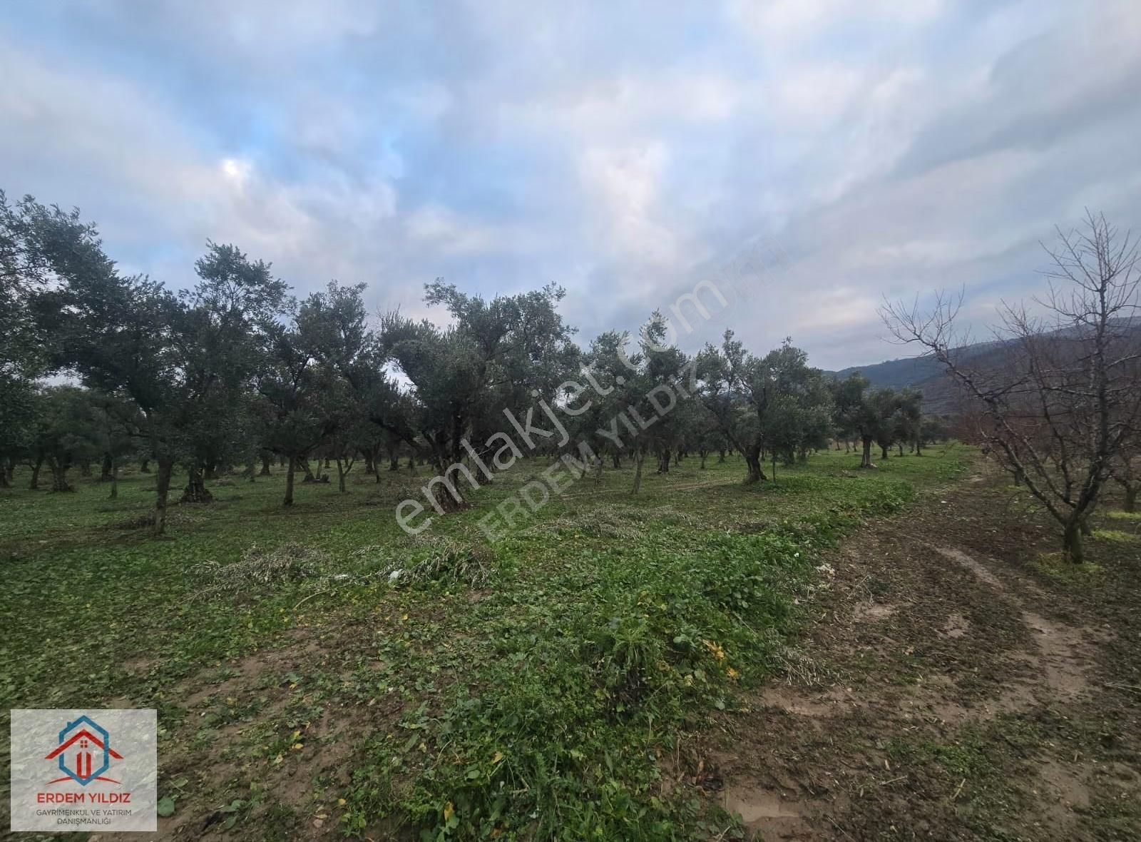 Erdem Yıldız'dan Bursa İznik'te Fırsat 9.034 M² Bağ Ve Zeytinlik - Görsel 3