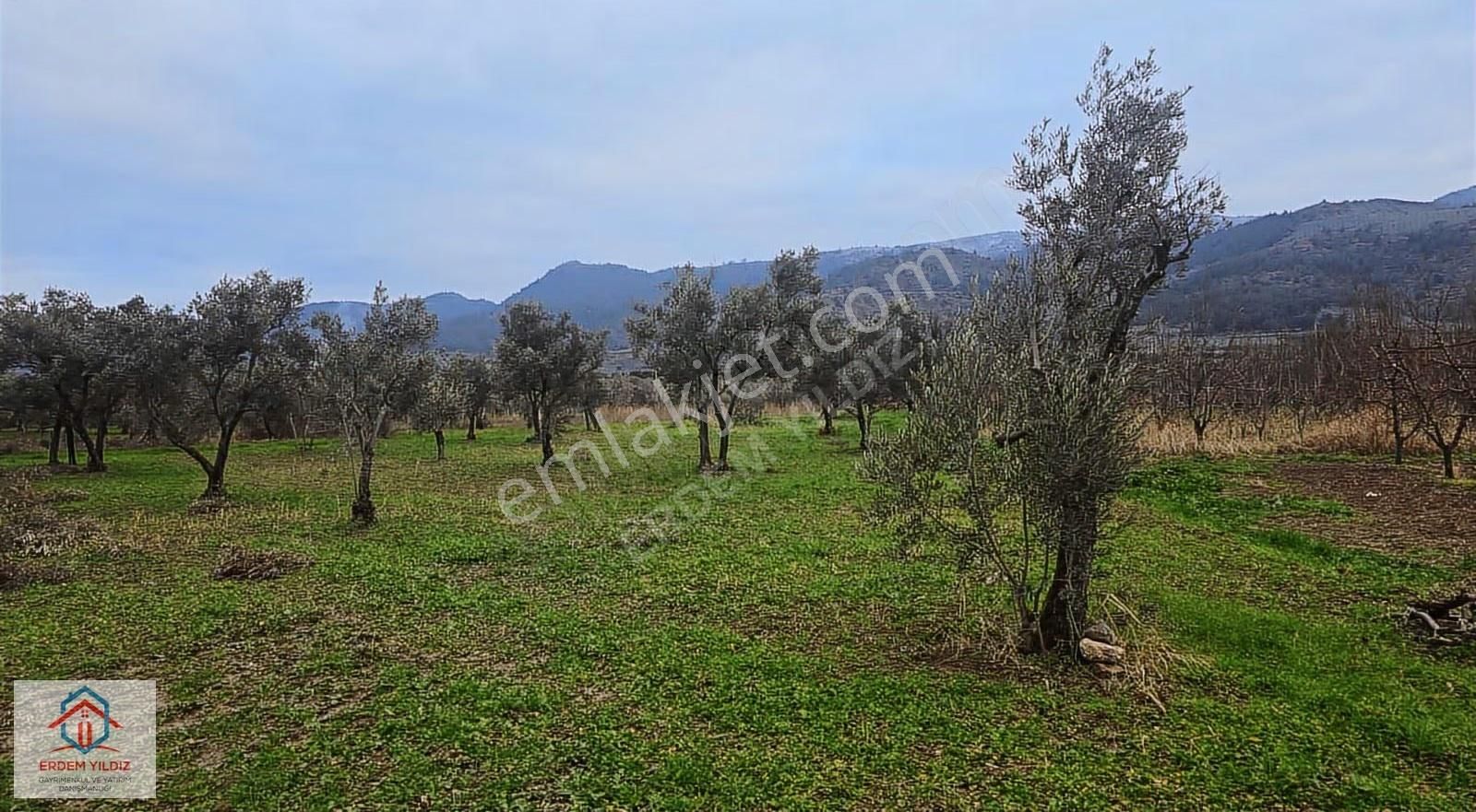 Erdem Yıldız'dan Bursa İznik'te Fırsat 9.034 M² Bağ Ve Zeytinlik - Görsel 2