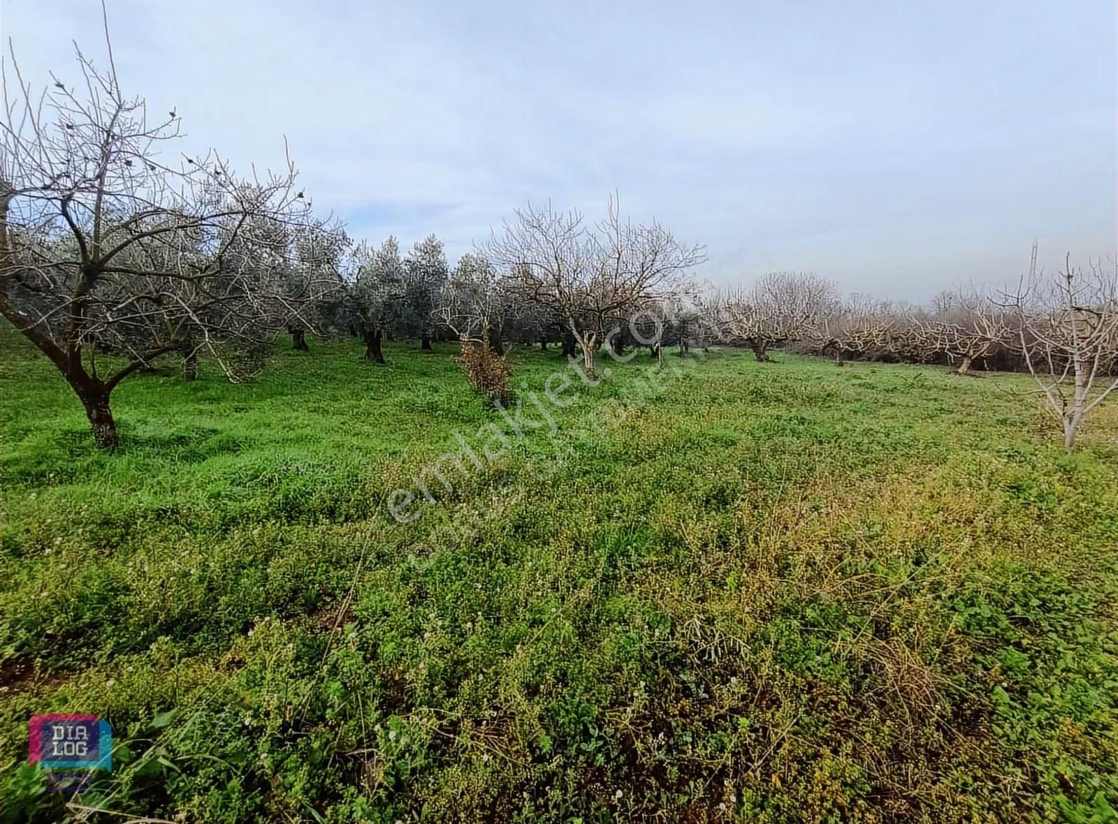 Dialog Doğuş Satılık Tek Tapu Arazi Akçalar Da - Görsel 3