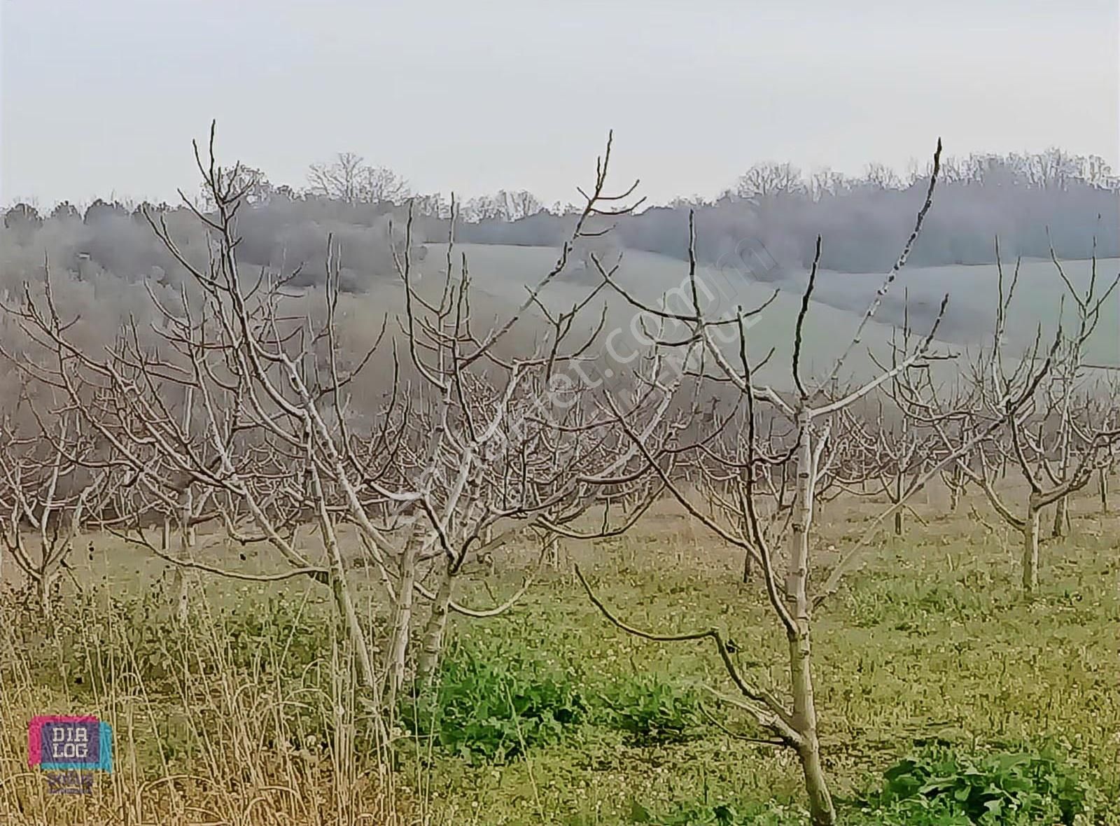 Dialog Doğuş Satılık Tek Tapu Arazi Akçalar Da - Görsel 13