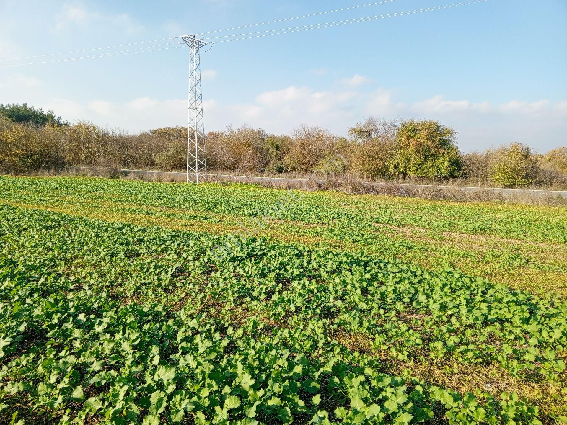 Büyükçavuşlu Da Ana Yola Cepheli Arazi - Görsel 4