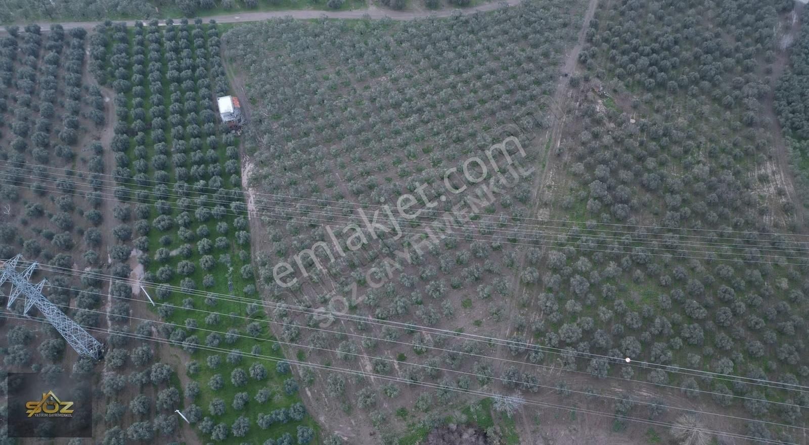 Seyitahmet Mh 11.712m2 Elektrik Su Mevcut İmara Yakın Zeytinlik - Görsel 8