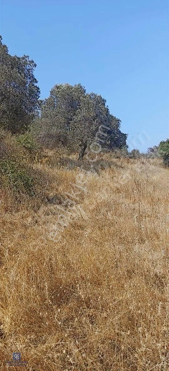 Bergama Merkeze Yakin Baraja Cephe 26,5 Donum Arazi - Görsel 2