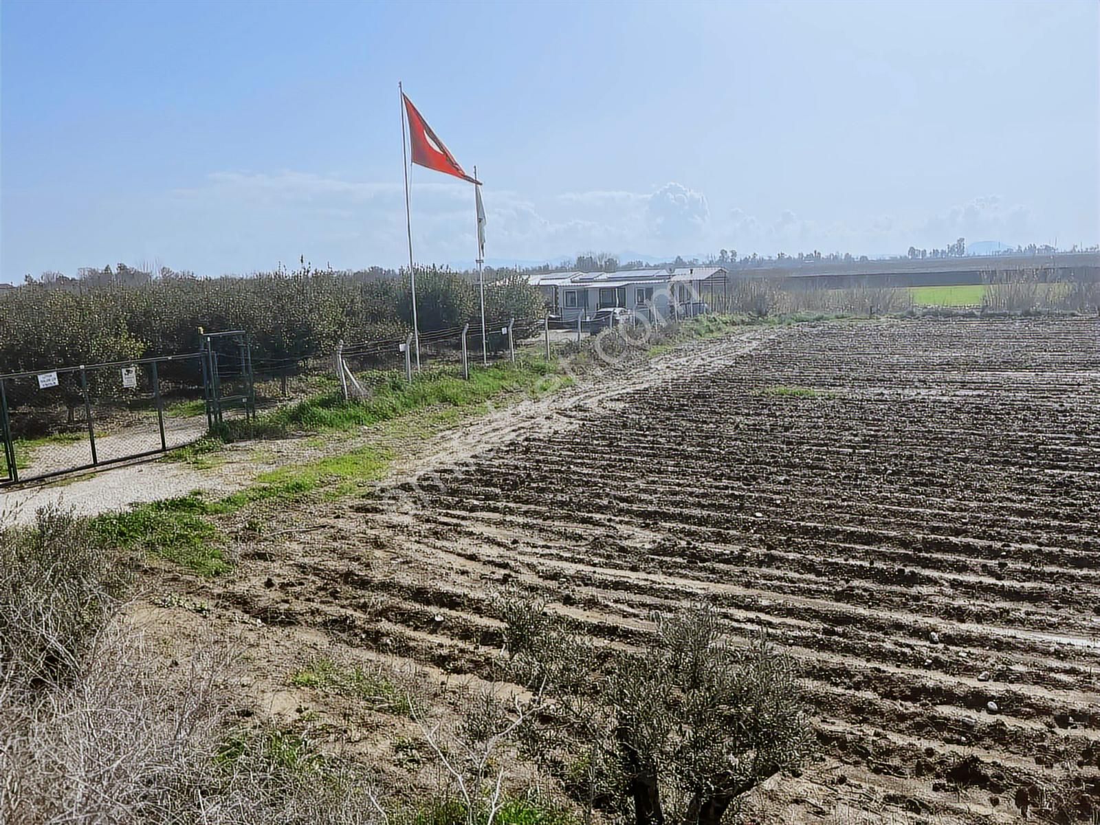 Ceyhan İnceyer Köyü Birinci Sınıf Sulu Asvalt Kenarı Satılık Ta.