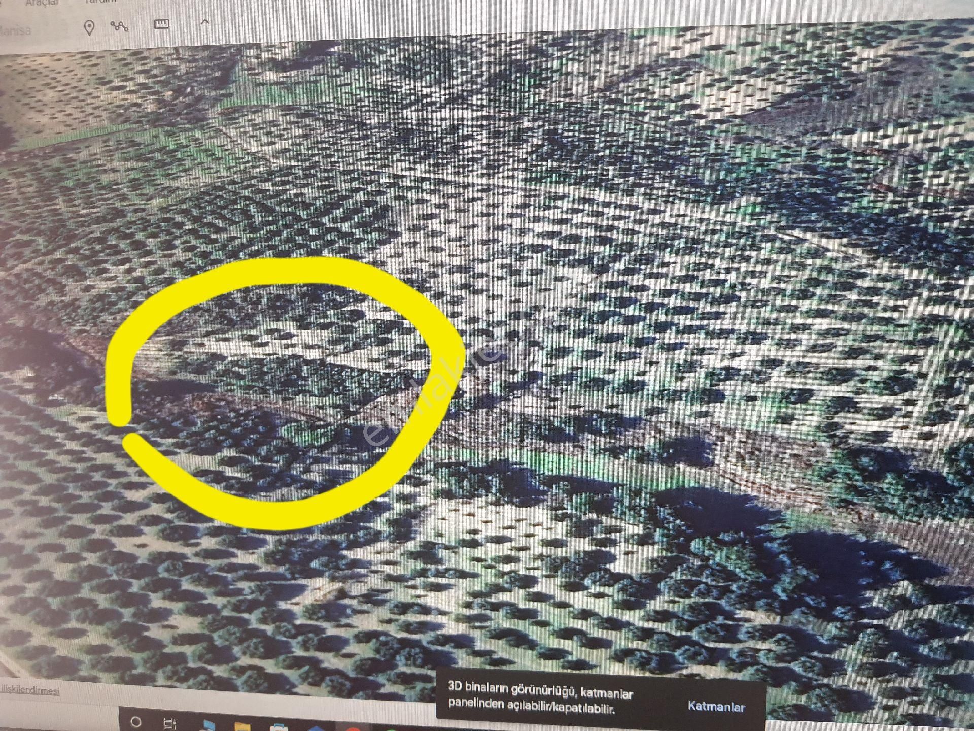 Arel'den Zeytinliova'da Kurtedere Mevkii 2900 M2 Zeytinlik - Görsel 9