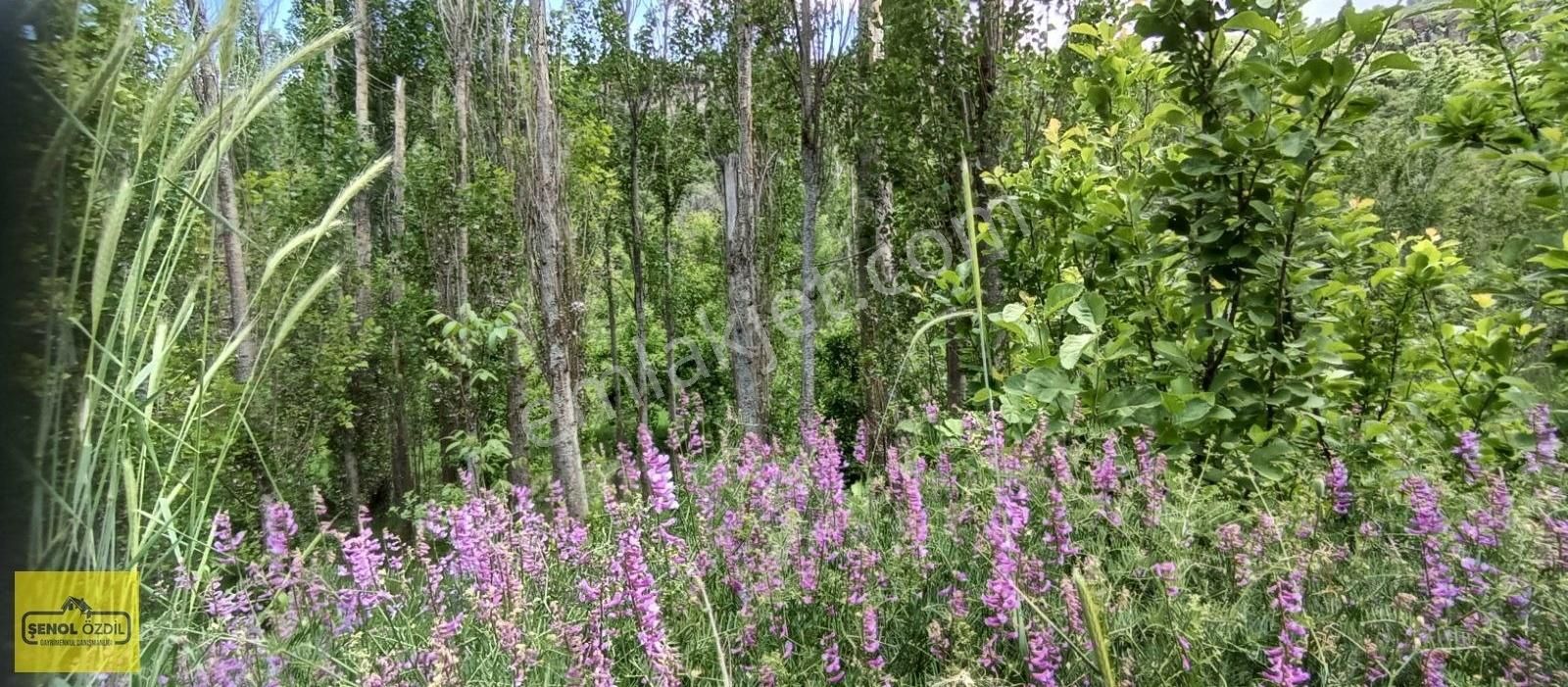 Şenol Özdil'den Satılık Bahçe 609 M.kare Erenkaya Bulumya'da - Görsel 19