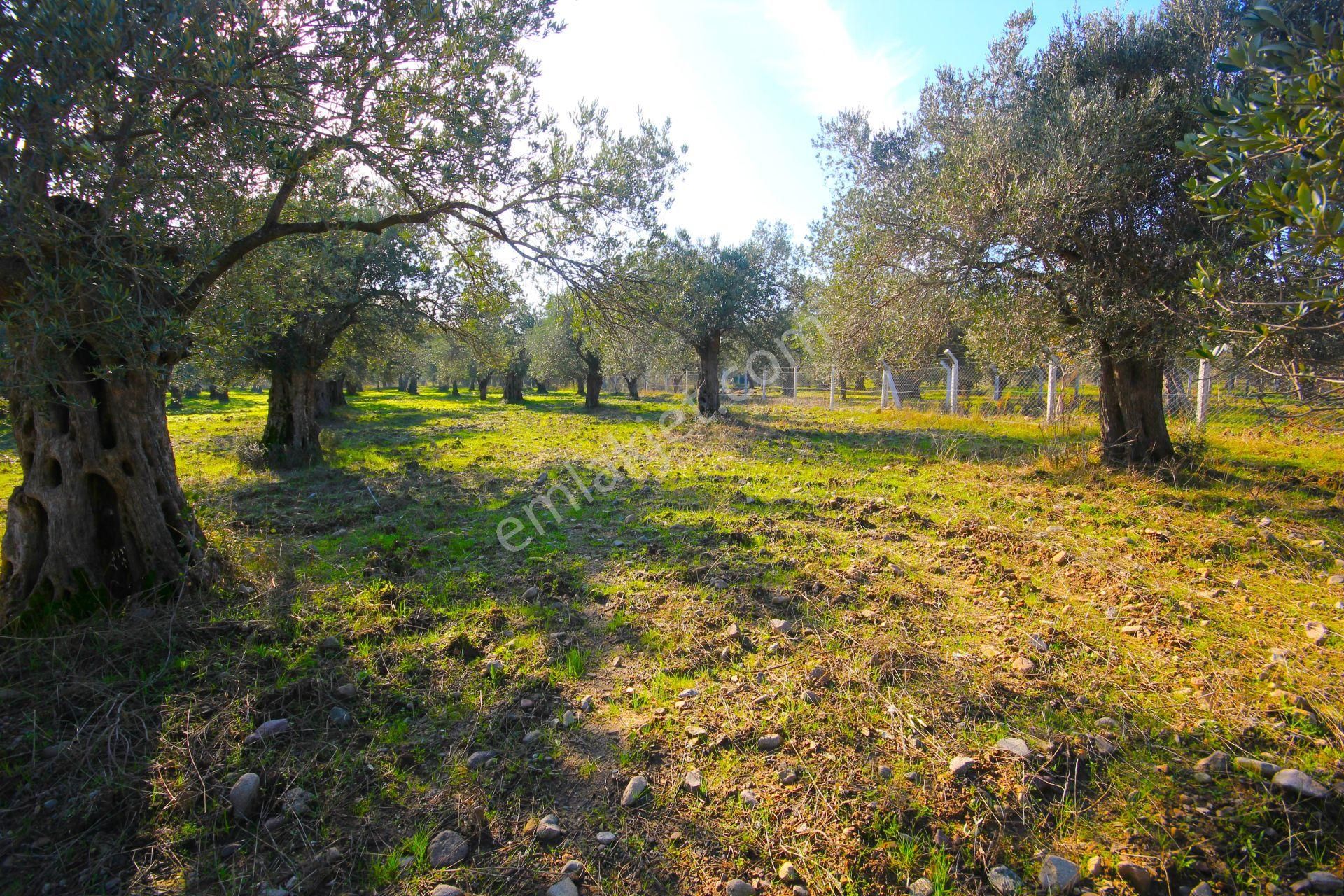 Aktif'ten Burhaniye Yunus Mahallesinde 993 M2 Verimli Satılık Zeytinlik - Görsel 32