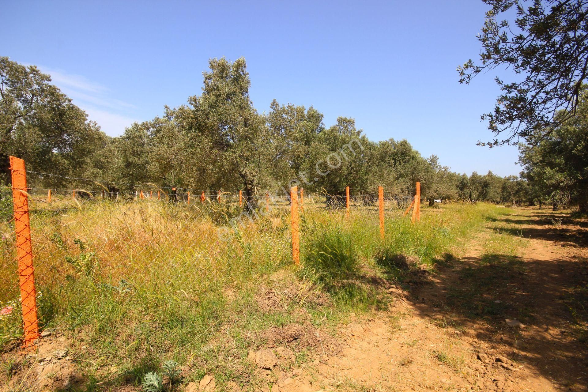Aktif'ten Burhaniye Yunus Mahallesinde 993 M2 Verimli Satılık Zeytinlik - Görsel 24