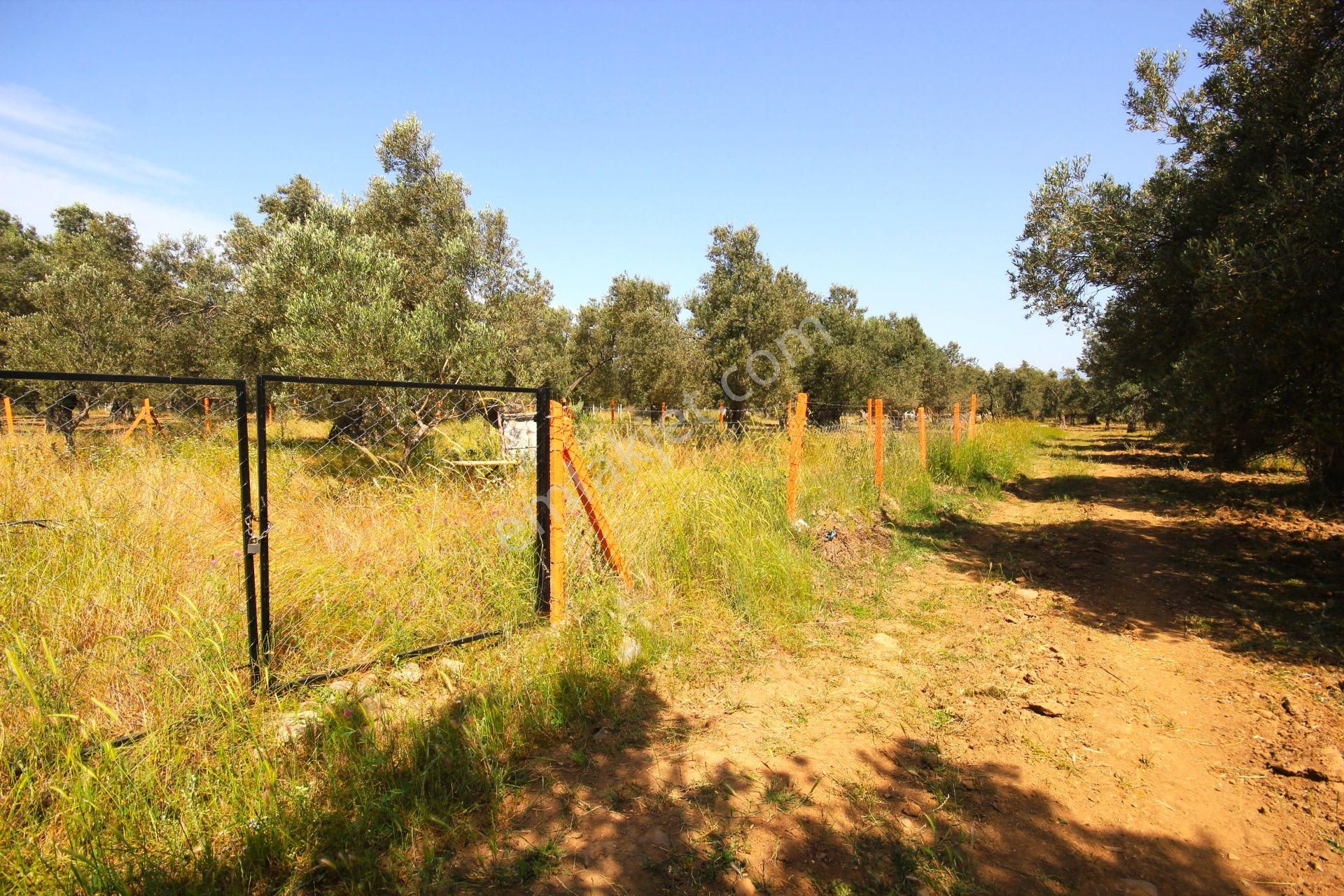 Aktif'ten Burhaniye Yunus Mahallesinde 993 M2 Verimli Satılık Zeytinlik - Görsel 27