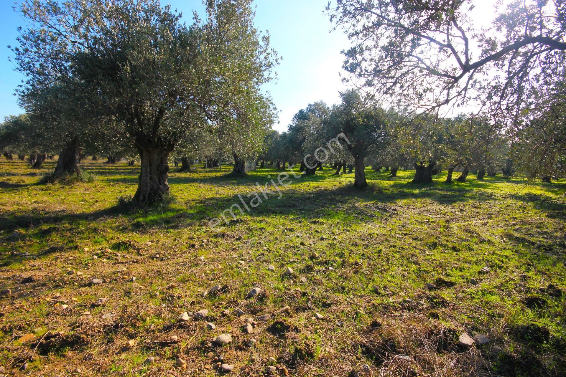 Aktif'ten Burhaniye Yunus Mahallesinde 993 M2 Verimli Satılık Zeytinlik - Görsel 15
